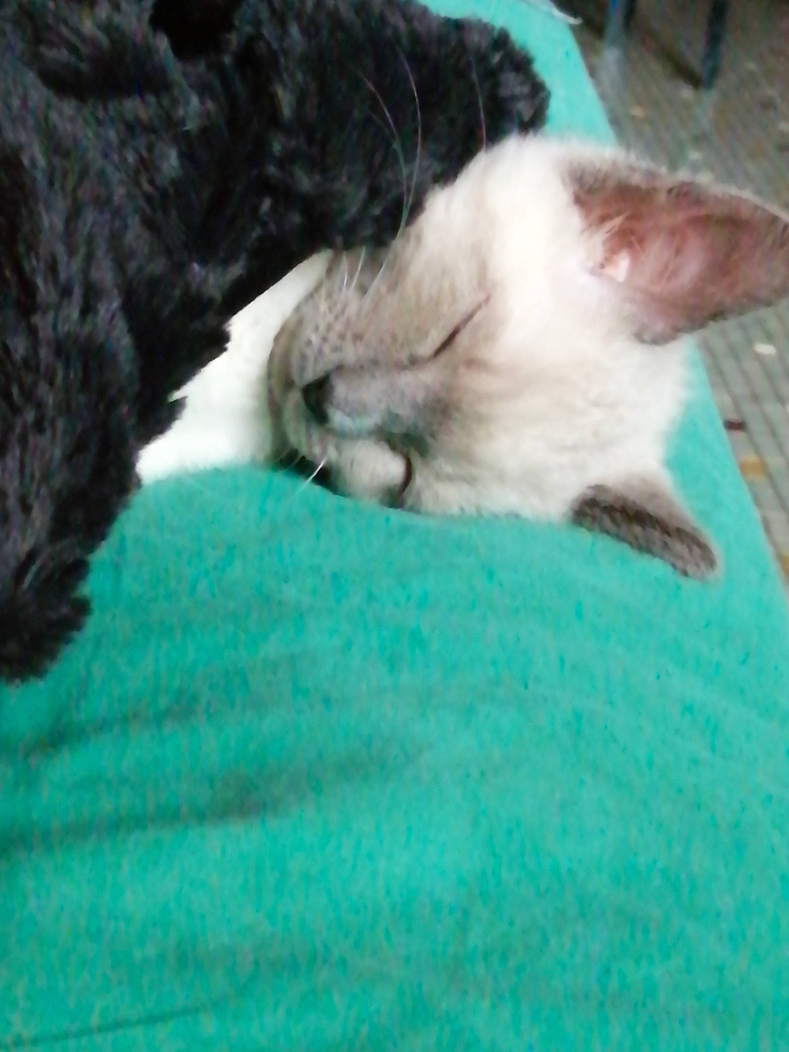 Shanty a rejoint le concours — aidez-le/la à gagner de superbes lots ! canidae, carnivore, cat, cat_bed, cat_supply, claw, comfort, dog_breed, domestic_short_haired_cat, felidae, fur, green, linens, paw, small_to_medium_sized_cats, snout, sporting_group, tail, terrestrial_animal, whiskers