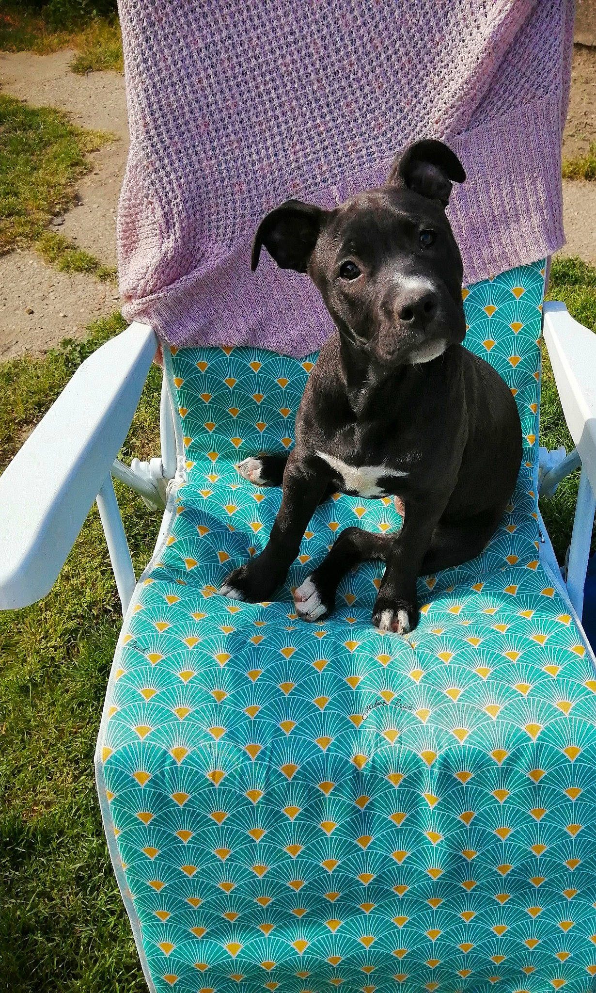 Arya a rejoint le concours — aidez-le/la à gagner de superbes lots ! bag, blue, canidae, carnivore, chair, companion_dog, dog, dog_breed, dog_supply, electric_blue, fashion_accessory, grass, green, linens, pattern, purple, recreation, sporting_group, toy_dog, working_animal