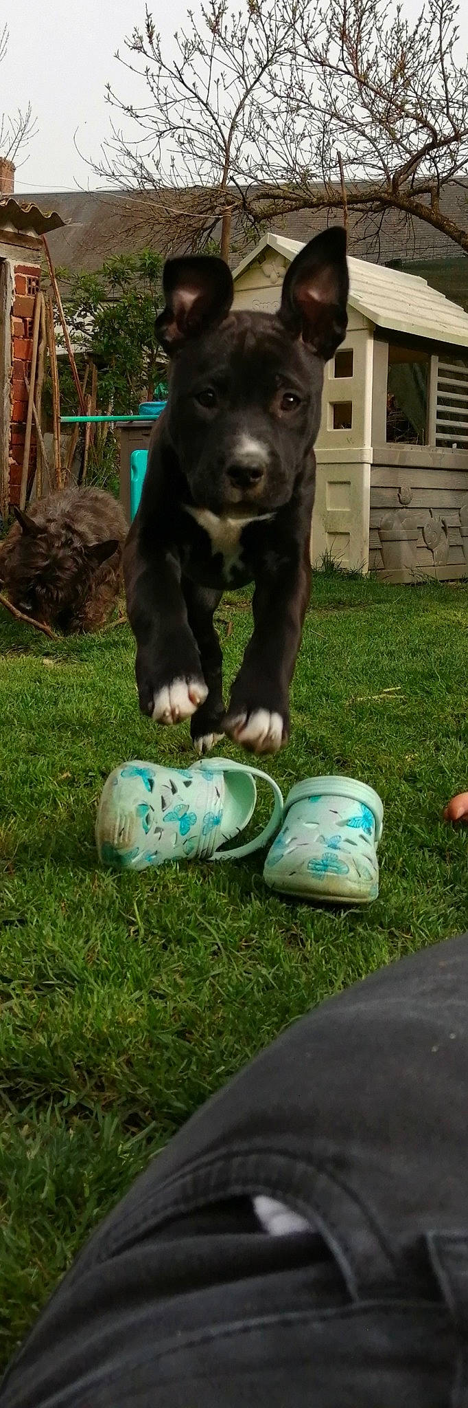 Arya a rejoint le concours — aidez-le/la à gagner de superbes lots ! ankle, borador, carnivore, companion_dog, dog, dog_breed, electric_blue, foot, grass, guard_dog, human_leg, non_sporting_group, sitting, snout, sporting_group, tail, terrestrial_animal, whiskers, working_animal, working_dog