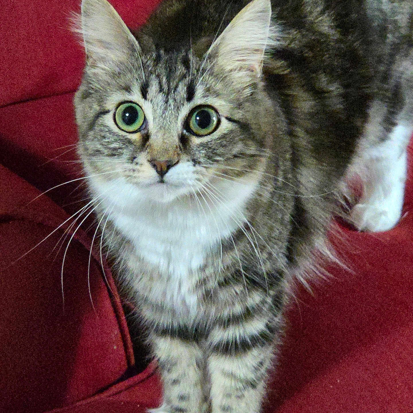 Chloe is registered to the contest to win money with this photo: alert, animal, cat, closeup, couch, curious, cute, domestic_animal, ears, eyes, feline, fur, indoor, mammal, paws, pet, red_couch, standing, tabby_cat, whiskers