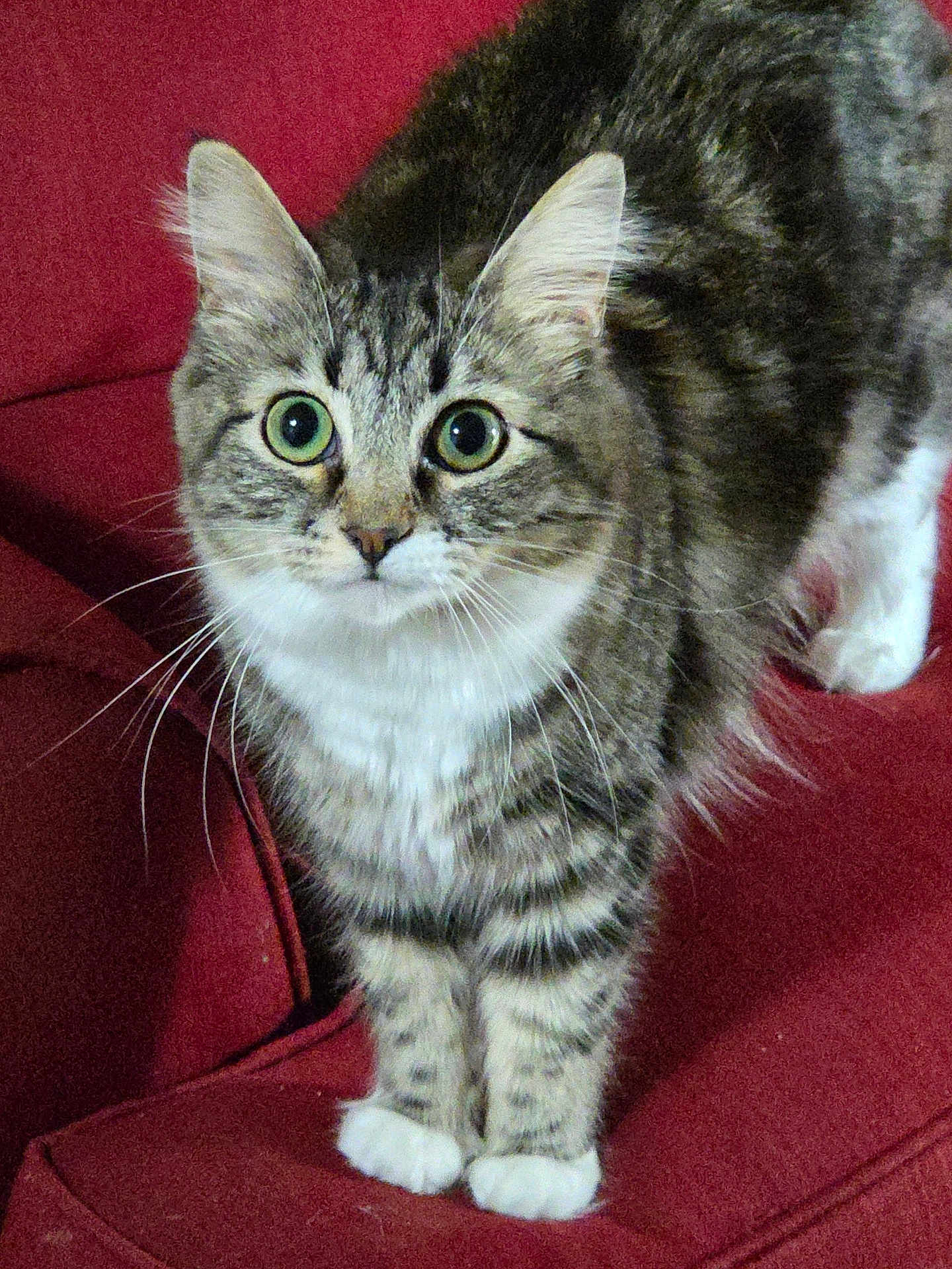 Chloe is registered to the contest to win money with this photo: cat, tabby_cat, pet, animal, feline, fur, whiskers, ears, eyes, paws, indoor, couch, red_couch, curious, alert, domestic_animal, mammal, cute, closeup, standing