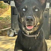 Hélios participe au concours pour gagner de l'argent avec cette photo : dog, canine, portrait, blue_eyes, black_fur, white_marking, collar, sitting, tongue_out, perky_ears, outdoor, backyard, barbecue_grill, patio, stone_floor, close_up, pet, happy, domestic_animal, attentive