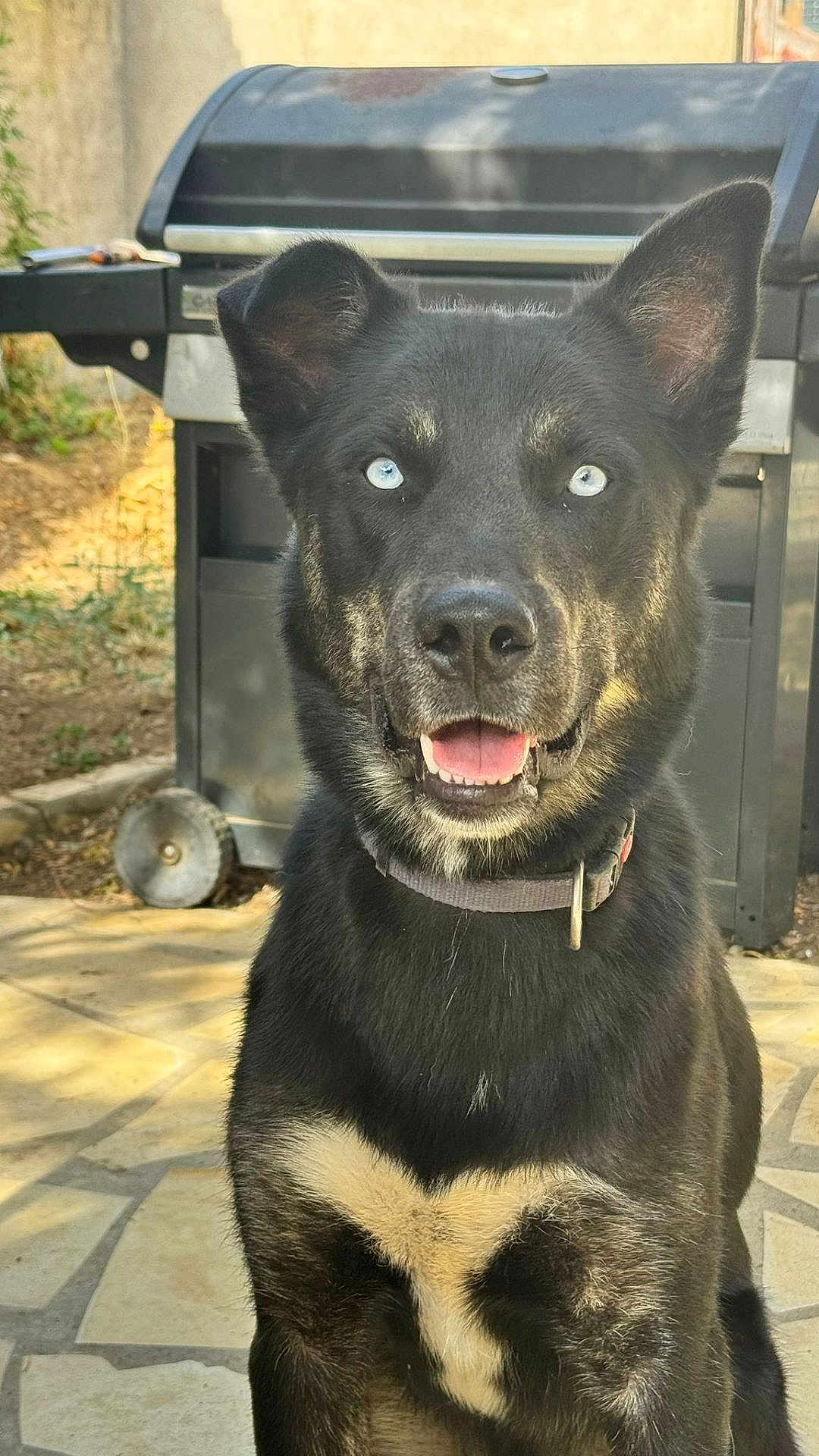 Hélios participe au concours pour gagner de l'argent avec cette photo : dog, canine, portrait, blue_eyes, black_fur, white_marking, collar, sitting, tongue_out, perky_ears, outdoor, backyard, barbecue_grill, patio, stone_floor, close_up, pet, happy, domestic_animal, attentive