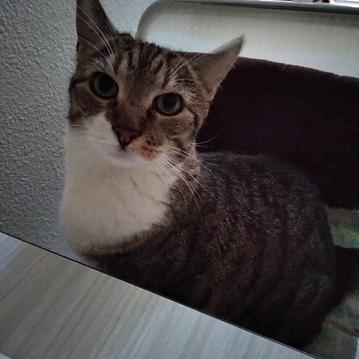 Choupie a rejoint le concours — aidez-le/la à gagner de superbes lots ! cat, tabby, indoor, curious, pet, feline, animal, looking, table, cozy, whiskers, ears, fur, domestic, mammal, face, eyes, closeup, portrait, sitting