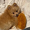Winnie joined the competition — help win amazing prizes! puppy, dog, fluffy, cute, toy, blanket, cozy, snuggling, soft, fur, pet, animal, indoor, brown, small, adorable, comfort, resting, playful, companion