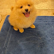 Winnie joined the competition — help win amazing prizes! dog, puppy, pomeranian, fluffy, blue_mat, bath_mat, happy, smiling, tongue_out, indoor, tile_floor, striped_rug, small_dog, pet, cute, fur, sitting, looking_up, animal, domestic