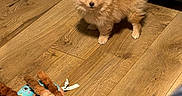 Winnie joined the competition — help win amazing prizes! puppy, dog, pomeranian, wooden_floor, toy, plush_toy, indoor, pet, small_dog, fur, curious, alert, brown, cute, animal, domestic_animal, flooring, cabinet, standing, looking