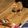 puppy, dog, pomeranian, wooden_floor, toy, plush_toy, indoor, pet, small_dog, fur, curious, alert, brown, cute, animal, domestic_animal, flooring, cabinet, standing, looking
