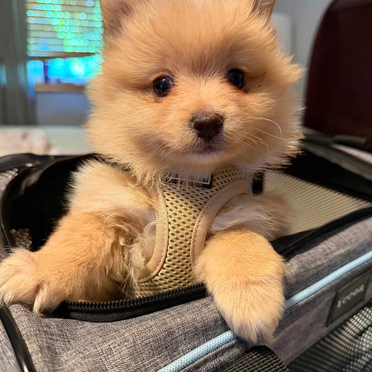 Winnie