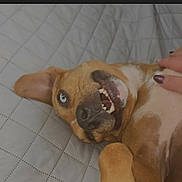 Roxyrose joined the competition — help win amazing prizes! dog, pet, animal, canine, lying_down, teeth, blue_eye, playful, brown_fur, white_fur, paw, human_hand, quilted_blanket, indoor, cute, relaxed, snout, ear, fur, whiskers