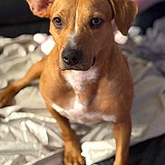 Roxyrose is registered to the contest to win money with this photo: animal, blanket, brown_fur, canine, close_up, companion, cute, dog, domestic_animal, ear_up, front_paws, fur_texture, indoor, looking_at_camera, pet, portrait, relaxed, sitting, soft_light, white_chest