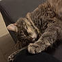 cat, tabby, sleeping, paw, feline, indoor, relaxation, pet, animal, cozy, fur, closeup, resting, cute, soft, comfort, domestic, mammal, whiskers, nap