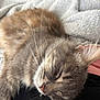 cat, sleeping, gray_tabby, whiskers, feline, fur, close_up, resting, cozy, blanket, indoors, pet, cute, animal, relaxation, soft, nap, peaceful, comfort, domestic_cat