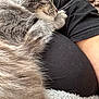 cat, sleeping, gray_cat, fluffy, fur, paw, person, lap, black_shirt, blanket, cozy, resting, whiskers, close_up, indoor, pet, animal, cute, relaxed, comfort