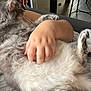 cat, hand, fluffy, gray, pet, indoor, furniture, relaxing, cozy, couch, person, paw, home, soft, resting, animal, comfort, closeup, living_room, fur