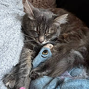 Gaïa a rejoint le concours — aidez-le/la à gagner de superbes lots ! cat, sleeping, plush_toy, gray_fur, cozy, blanket, indoor, pet, nap, soft_texture, cute, resting, feline, close_up, animal, comfort, relaxation, fur, claws, whiskers