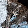 cat, sleeping, plush_toy, gray_fur, cozy, blanket, indoor, pet, nap, soft_texture, cute, resting, feline, close_up, animal, comfort, relaxation, fur, claws, whiskers