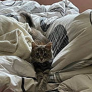 Gaïa participe au concours pour gagner de l'argent avec cette photo : cat, gray_cat, bed, blanket, comfort, cute, fluffy, feline, fur, indoor, pet, resting, sleepy, soft, stretching, relaxation, cozy, domestic, animal, whiskers