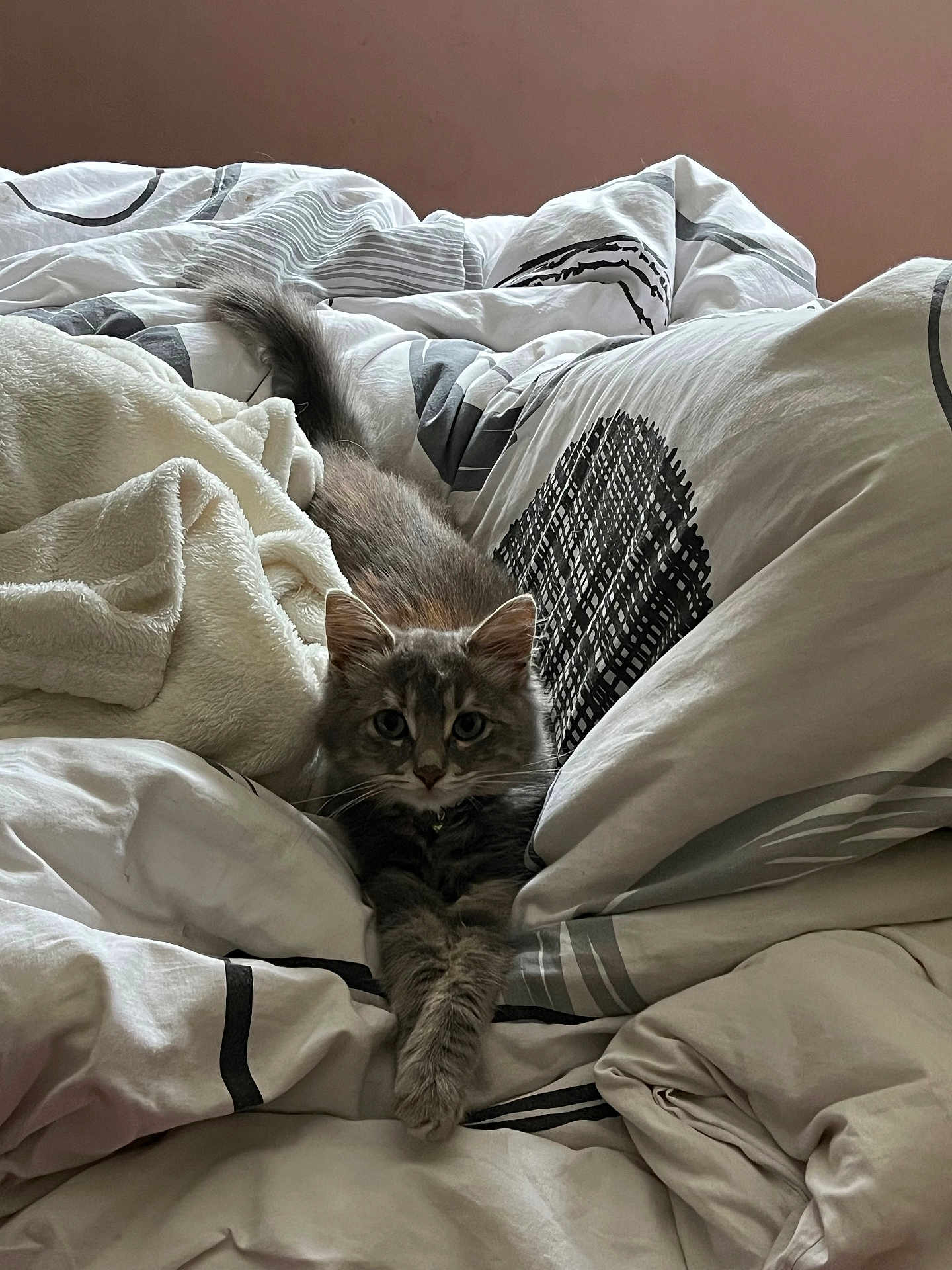 Gaïa participe au concours pour gagner de l'argent avec cette photo : cat, gray_cat, bed, blanket, comfort, cute, fluffy, feline, fur, indoor, pet, resting, sleepy, soft, stretching, relaxation, cozy, domestic, animal, whiskers