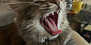 Gaïa participe au concours pour gagner de l'argent avec cette photo : animal, blurred_background, cat, close_up, cute, domestic_cat, feline, fur, household, indoor, kitten, mouth_open, pet, soft_fur, tabby, teeth, tongue, whiskers, yawning, young_cat