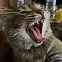 kitten, cat, close_up, yawning, teeth, tongue, fur, whiskers, pet, animal, indoor, blurred_background, mouth_open, cute, feline, domestic_cat, young_cat, soft_fur, household, tabby