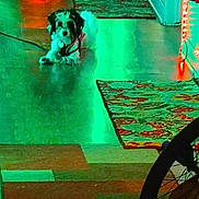 Pooch joined the competition — help win amazing prizes! animal, bicycle_wheel, carpet, colorful_lighting, decor, dog, door, floor, hallway, household, indoor, leash, lighting, pet, quiet, reflection, resting, rug, shadow, wall