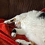 cat, calico_cat, sleeping, paw, fur, blanket, couch, relaxed, indoor, pet, animal, whiskers, resting, cute, cozy, feline, soft, tabby, black, white