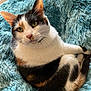 cat, calico, feline, pet, animal, fluffy_blanket, turquoise, indoor, cute, relaxed, whiskers, ears, fur, eyes, nose, paw, resting, cozy, domestic, portrait