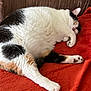 Baby joined the competition — help win amazing prizes! cat, calico_cat, sleeping, resting, fluffy, pet, indoor, blanket, red_blanket, couch, brown_couch, fur, paw, relaxation, cozy, domestic_animal, whiskers, cute, animal, home