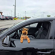 Zoey is registered to the contest to win money with this photo: animal, black_car, car, curious, daytime, dog, fluffy, leisure, outdoor, parking_lot, pet, road, seat, side_mirror, sky, small_dog, transportation, urban, vehicle, window