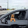 animal, black_car, car, curious, daytime, dog, fluffy, leisure, outdoor, parking_lot, pet, road, seat, side_mirror, sky, small_dog, transportation, urban, vehicle, window