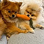dog, pomeranian, toy, carrot, tug_of_war, fluffy, pet, animal, cute, playful, indoor, blanket, fur, companion, friendship, small_dog, resting, cozy, cute_animals, snuggle