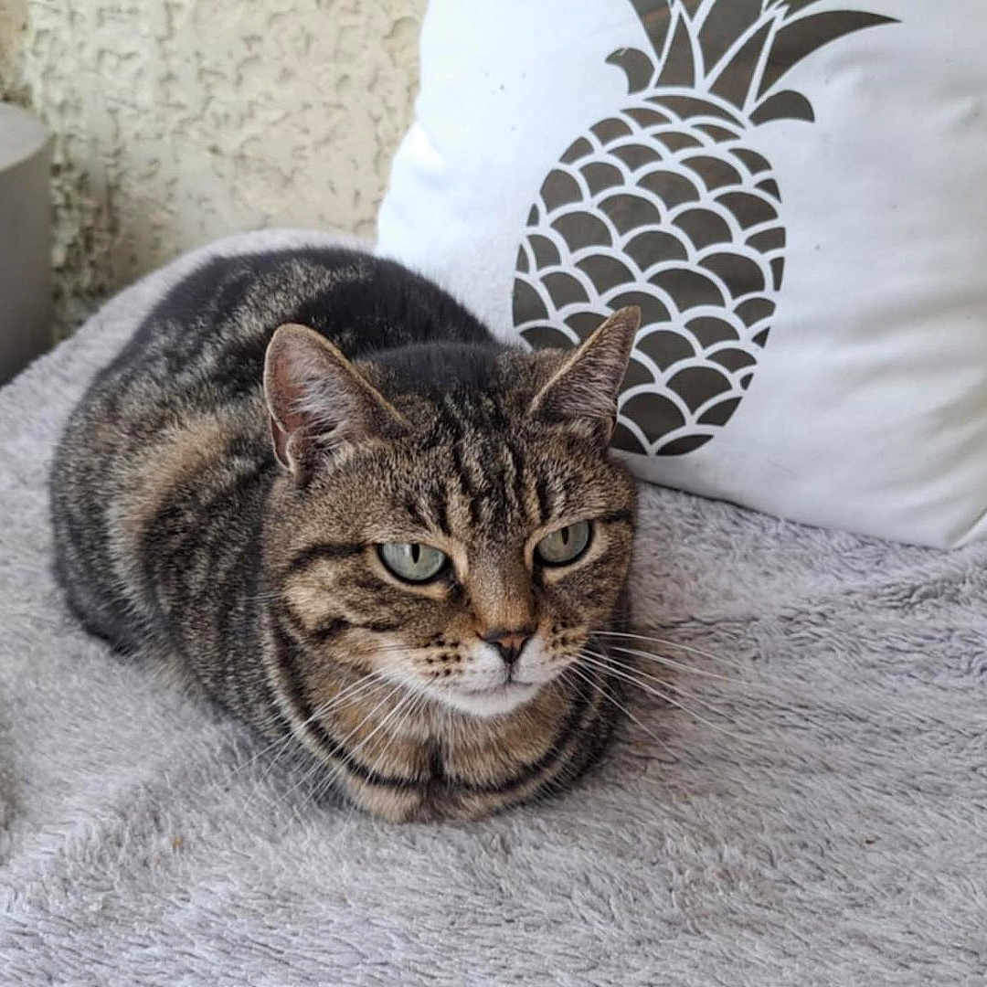 Mistinguette a rejoint le concours — aidez-le/la à gagner de superbes lots ! abyssinian, animal, blanket, cat, cushion, furniture, homedecor, kitten, pet, pillow