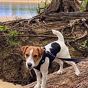 Ranger joined the competition — help win amazing prizes! adventure, animal, brown, canine, curious, dog, forest, greenery, harness, jack_russell_terrier, leash, nature, outdoor, pet, river, roots, sand, tree_trunk, water, white