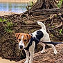 adventure, animal, brown, canine, curious, dog, forest, greenery, harness, jack_russell_terrier, leash, nature, outdoor, pet, river, roots, sand, tree_trunk, water, white