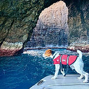 Ranger joined the competition — help win amazing prizes! dog, life_jacket, boat, water, sea_cave, rock, nature, outdoor, animal, pet, adventure, travel, blue_water, cave, canine, standing, exploration, summer, daylight, marine