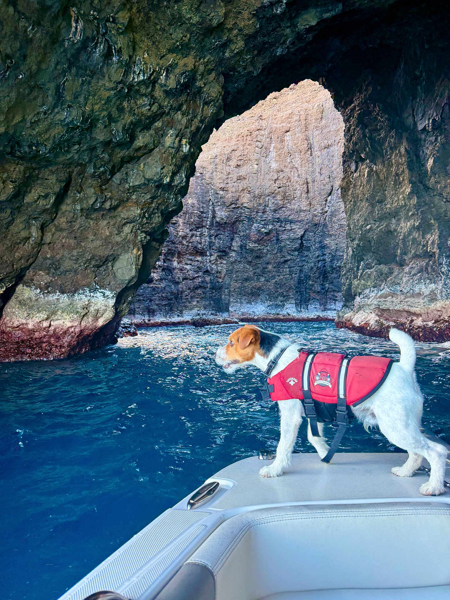 Ranger joined the competition — help win amazing prizes! dog, life_jacket, boat, water, sea_cave, rock, nature, outdoor, animal, pet, adventure, travel, blue_water, cave, canine, standing, exploration, summer, daylight, marine
