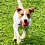 active, animal, ball, canine, daytime, dog, energetic, fetch, fun, grass, greenery, happy, movement, nature, outdoor, pet, play, running, summer, young_dog