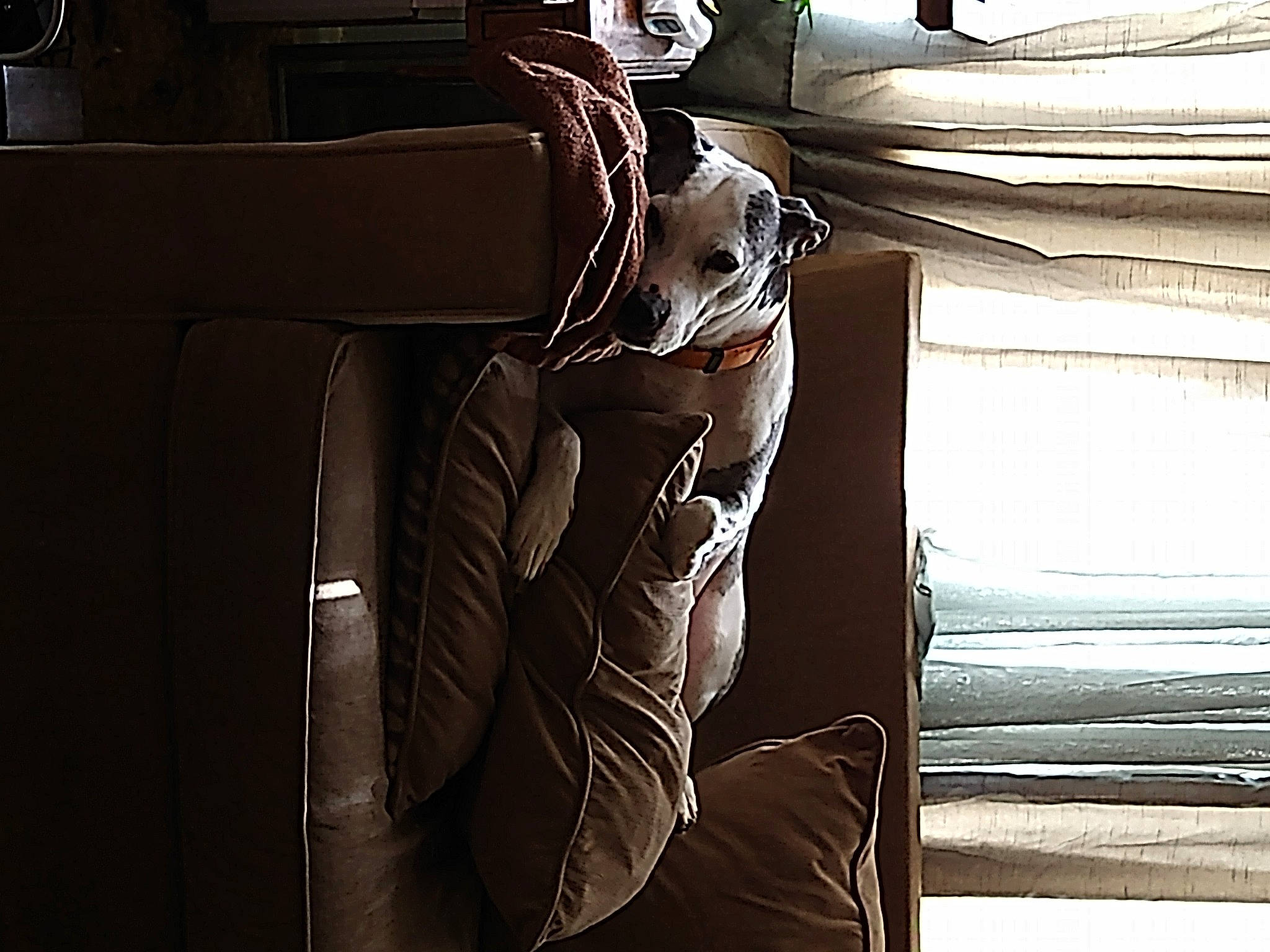 Darla is registered to the contest to win money with this photo: automotive_exterior, car_seat, car_seat_cover, comfort, companion_dog, dog, elbow, eyewear, family_car, flash_photography, gesture, human_leg, monochrome, monochrome_photography, motor_vehicle, personal_luxury_car, personal_protective_equipment, sunglasses, tints_and_shades, vehicle_door