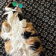 Mazey joined the competition — help win amazing prizes! animal, black, calico, cat, closeup, cute, domestic_cat, fluffy, fur, green_glasses, indoor, lying_down, orange, patterned_carpet, pet, relaxed, resting, round_glasses, sunglasses, white