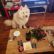 Serge participe au concours pour gagner de l'argent avec cette photo : dog, white_dog, fluffy_dog, blue_eyes, table, wooden_floor, rose_plant, champagne_bottle, glasses, snacks, ashtray, cigarettes, living_room, red_table, electronics, remote_control, cozy, indoor, pet, furniture