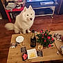 dog, white_dog, fluffy_dog, blue_eyes, table, wooden_floor, rose_plant, champagne_bottle, glasses, snacks, ashtray, cigarettes, living_room, red_table, electronics, remote_control, cozy, indoor, pet, furniture