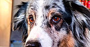 Bounty a rejoint le concours — aidez-le/la à gagner de superbes lots ! animal, australian_shepherd, black_nose, blurred_background, brown_eyes, calm, close_up, companion, cute, dog, ears, eyes, fur, indoor, looking_away, muzzle, pet, portrait, tricolor, whiskers