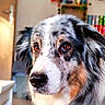dog, australian_shepherd, pet, animal, close_up, portrait, fur, ears, eyes, indoor, blurred_background, brown_eyes, black_nose, tricolor, muzzle, whiskers, companion, cute, calm, looking_away