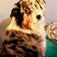 Bounty participe au concours pour gagner de l'argent avec cette photo : dog, australian_shepherd, merle_coat, pet, animal, indoor, bed, pillow, patterned_bedspread, fur, ears, eyes, sitting, looking_back, sunlight, warm_light, portrait, canine, companion, cute