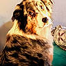dog, australian_shepherd, merle_coat, pet, animal, indoor, bed, pillow, patterned_bedspread, fur, ears, eyes, sitting, looking_back, sunlight, warm_light, portrait, canine, companion, cute