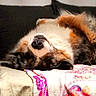 Bounty a rejoint le concours — aidez-le/la à gagner de superbes lots ! dog, upside_down, nose, fur, bed, blanket, cozy, relaxed, indoor, pet, animal, cute, sleeping, colorful, soft, canine, resting, comfy, furry, portrait