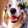 dog, close_up, happy, smiling, pet, animal, fur, mouth_open, teeth, tongue, ears, brown_eyes, black_nose, indoor, blurred_background, canine, friendly, cute, domestic_animal, portrait