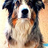 Bounty participe au concours pour gagner de l'argent avec cette photo : dog, australian_shepherd, pet, animal, fur, indoor, portrait, cute, fluffy, brown, white, black, orange, eyes, face, sitting, looking, canine, companion, adorable