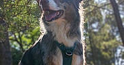 Bounty participe au concours pour gagner de l'argent avec cette photo : dog, outdoor, forest, sunlight, harness, fluffy_coat, nature, trees, sunrays, animal, canine, happy, pet, walking, greenery, daylight, portrait, mammal, backlit, scenery